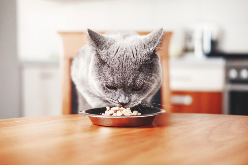 Cum să îți înveți pisica să mănânce mâncare de calitate: sfaturi și soluții
