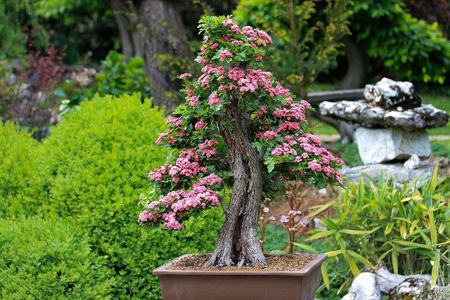 Frumusețe și armonie în natură: cum să-ți creezi propria grădină japoneză de vis