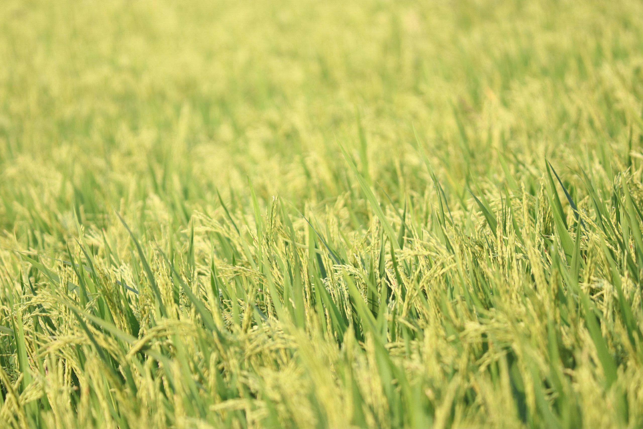 Cum se face întreținerea culturilor de toamnă